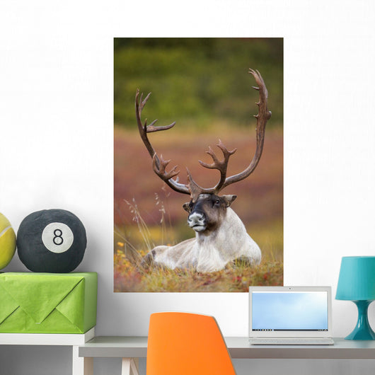 Bull Caribou Bedded On Autumn Tundra In Denali National Park Wall Mural
