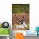 Bull Caribou Bedded On Autumn Tundra In Denali National Park Wall Mural