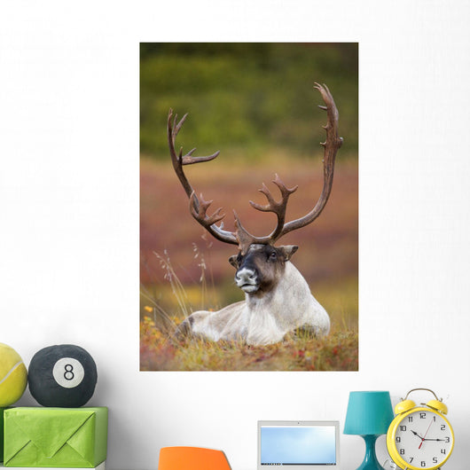 Bull Caribou Bedded On Autumn Tundra In Denali National Park Wall Mural
