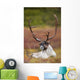 Bull Caribou Bedded On Autumn Tundra In Denali National Park Wall Mural