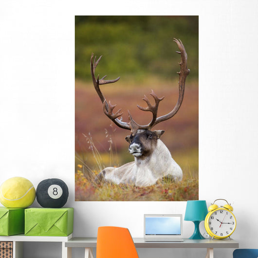 Bull Caribou Bedded On Autumn Tundra In Denali National Park Wall Mural