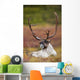 Bull Caribou Bedded On Autumn Tundra In Denali National Park Wall Mural