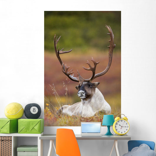 Bull Caribou Bedded On Autumn Tundra In Denali National Park Wall Mural
