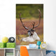 Bull Caribou Bedded On Autumn Tundra In Denali National Park Wall Mural
