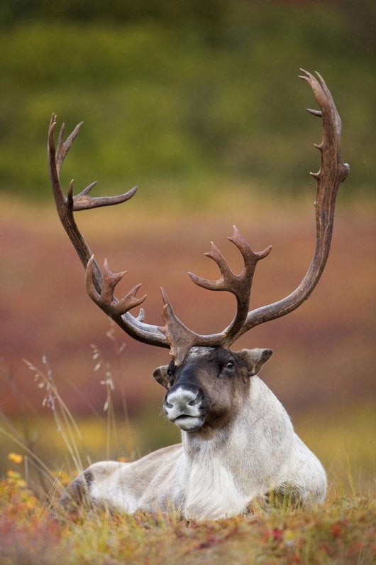 Bull Caribou Bedded On Autumn Tundra In Denali National Park Wall Mural