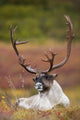 Bull Caribou Bedded On Autumn Tundra In Denali National Park Wall Mural