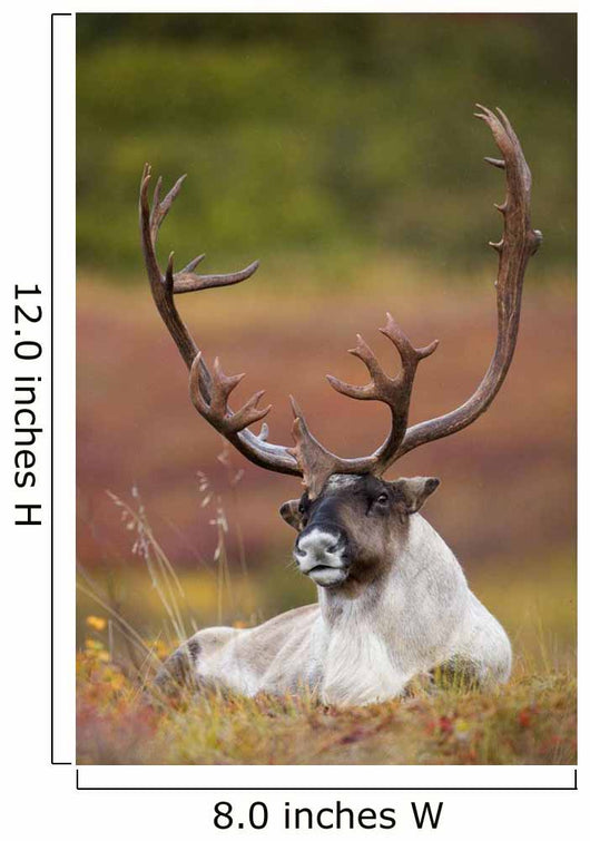Bull Caribou Bedded On Autumn Tundra In Denali National Park Wall Mural