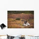 Bull Caribou Bedded On Autumn Tundra In Denali National Park Wall Mural