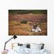 Bull Caribou Bedded On Autumn Tundra In Denali National Park Wall Mural