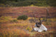 Bull Caribou Bedded On Autumn Tundra In Denali National Park Wall Mural