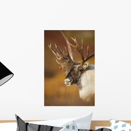 Bull Caribou On Autumn Tundra In Denali National Park, Interior Alaska Wall Mural