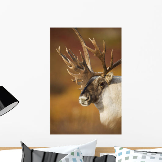 Bull Caribou On Autumn Tundra In Denali National Park, Interior Alaska Wall Mural