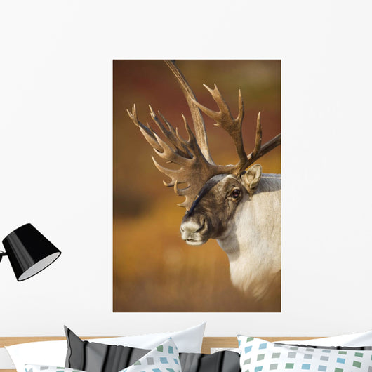 Bull Caribou On Autumn Tundra In Denali National Park, Interior Alaska Wall Mural