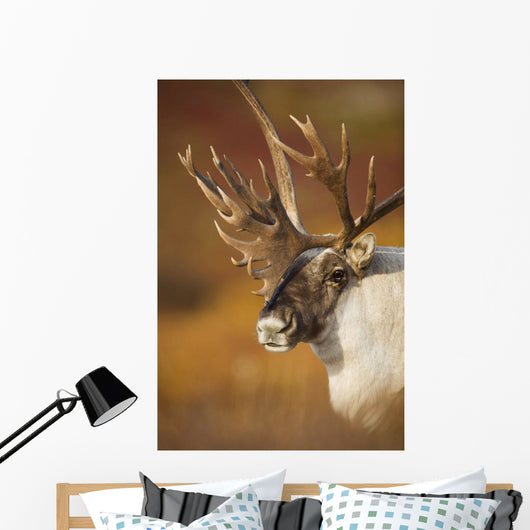 Bull Caribou On Autumn Tundra In Denali National Park, Interior Alaska Wall Mural