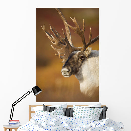 Bull Caribou On Autumn Tundra In Denali National Park, Interior Alaska Wall Mural