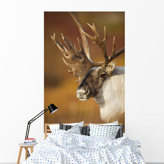 Bull Caribou On Autumn Tundra In Denali National Park, Interior Alaska Wall Mural