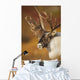 Bull Caribou On Autumn Tundra In Denali National Park, Interior Alaska Wall Mural