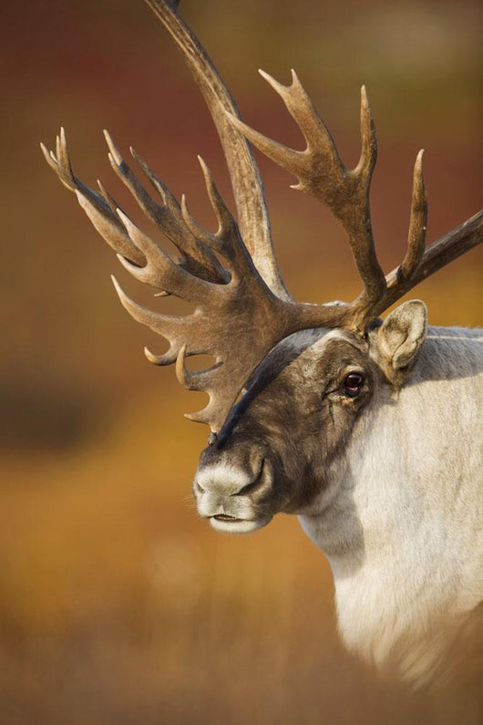 Bull Caribou On Autumn Tundra In Denali National Park, Interior Alaska Wall Mural