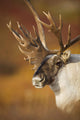Bull Caribou On Autumn Tundra In Denali National Park, Interior Alaska Wall Mural