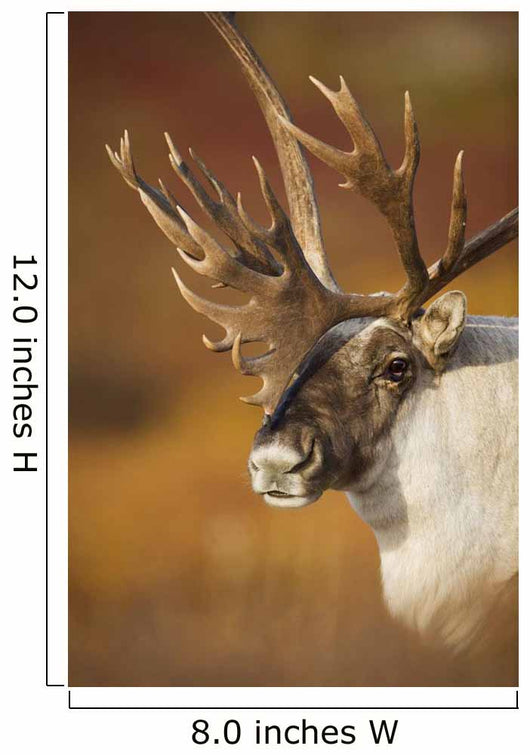 Bull Caribou On Autumn Tundra In Denali National Park, Interior Alaska Wall Mural
