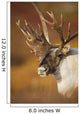 Bull Caribou On Autumn Tundra In Denali National Park, Interior Alaska Wall Mural