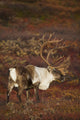 Bull Caribou On Autumn Tundra In Denali National Park, Interior Alaska Wall Mural
