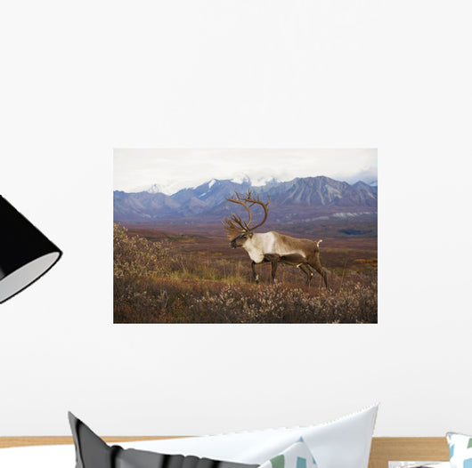 Bull Caribou On Autumn Tundra With Alaska Range In The Background Wall Mural