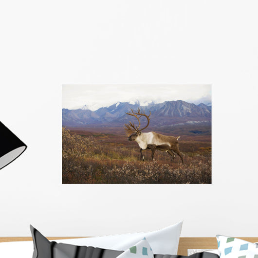 Bull Caribou On Autumn Tundra With Alaska Range In The Background Wall Mural