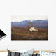 Bull Caribou On Autumn Tundra With Alaska Range In The Background Wall Mural