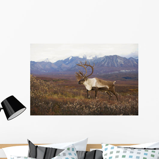 Bull Caribou On Autumn Tundra With Alaska Range In The Background Wall Mural