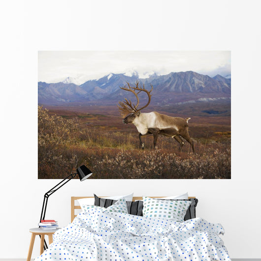Bull Caribou On Autumn Tundra With Alaska Range In The Background Wall Mural