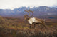 Bull Caribou On Autumn Tundra With Alaska Range In The Background Wall Mural