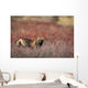 View Of Cross Fox Standing Amongst Blueberry Bushes And Fall Foliage Wall Mural