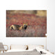 View Of Cross Fox Standing Amongst Blueberry Bushes And Fall Foliage Wall Mural