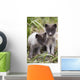 Close Up Of Arctic Fox Pups Wall Mural