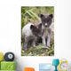 Close Up Of Arctic Fox Pups Wall Mural