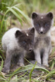 Close Up Of Arctic Fox Pups Wall Mural
