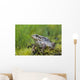 Wood Frog On The Copper River Delta During Summer, Southcentral Alaska Wall Mural