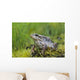 Wood Frog On The Copper River Delta During Summer, Southcentral Alaska Wall Mural