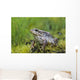 Wood Frog On The Copper River Delta During Summer, Southcentral Alaska Wall Mural