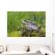 Wood Frog On The Copper River Delta During Summer, Southcentral Alaska Wall Mural