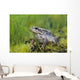 Wood Frog On The Copper River Delta During Summer, Southcentral Alaska Wall Mural