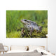 Wood Frog On The Copper River Delta During Summer, Southcentral Alaska Wall Mural