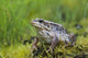 Wood Frog On The Copper River Delta During Summer, Southcentral Alaska Wall Mural