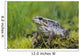 Wood Frog On The Copper River Delta During Summer, Southcentral Alaska Wall Mural