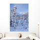 Winter Scenic Of Snowcovered Spruce Trees And The Chugach Mountains Wall Mural