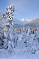 Winter Scenic Of Snowcovered Spruce Trees And The Chugach Mountains Wall Mural