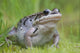Wood Frog On The Copper River Delta During Summer, Southcentral Alaska Wall Mural