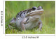 Wood Frog On The Copper River Delta During Summer, Southcentral Alaska Wall Mural