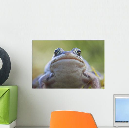 Wood Frog On The Copper River Delta During Summer, Southcentral Alaska Wall Mural